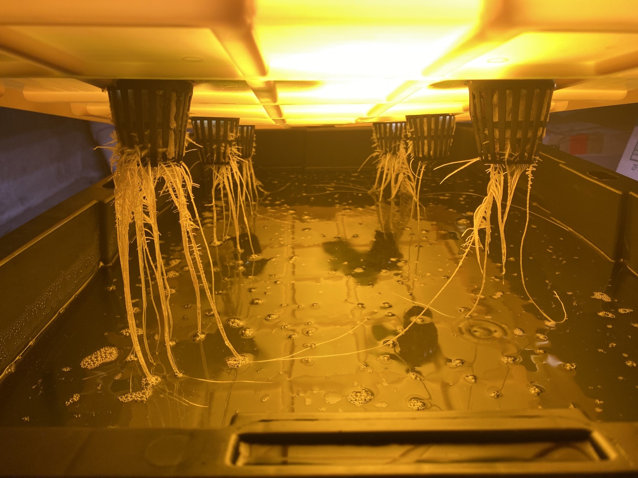 a photo of a tray of six plants being lifted out of the the nutrient solution to show their roots. Most of the roots are long and slender, but near the tops they look hairy: those are the air roots.